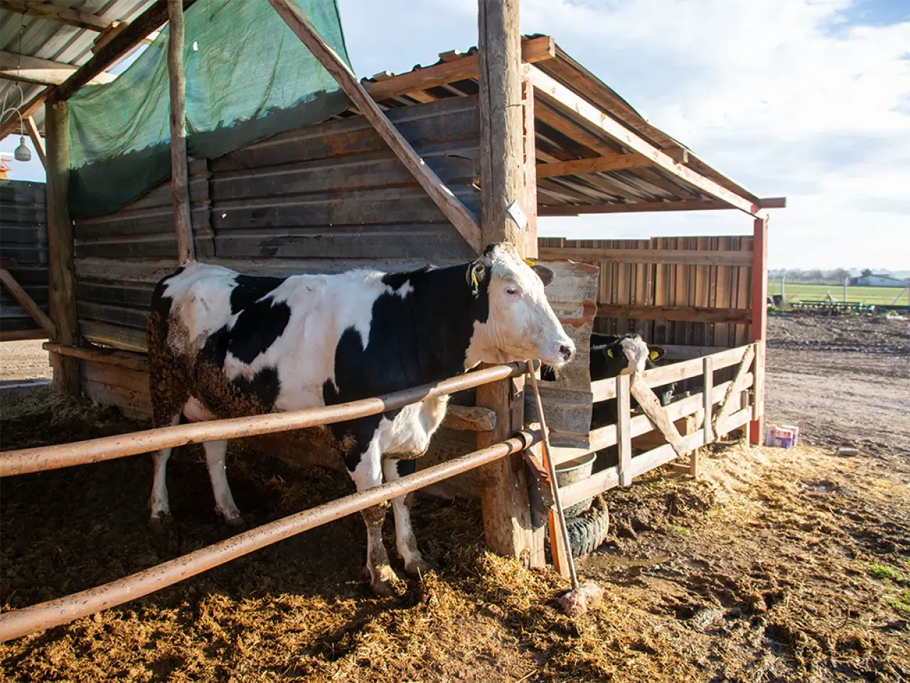 Amasya DSYB’den Kırsala Güçlü Destek 4