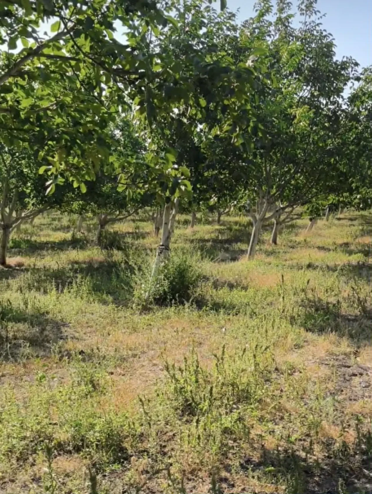 Amasya’da Ceviz Üreticilerine Kurutma Tesisi Projesi 3