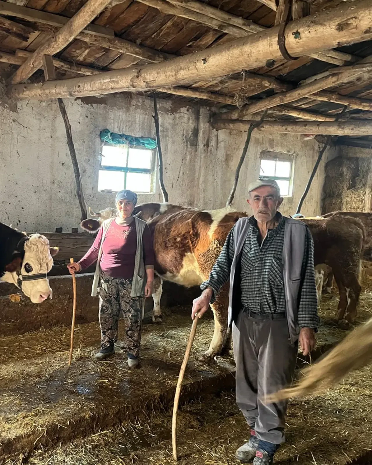 Amasya’da Hayvancılıkta Islah Hamlesi 3