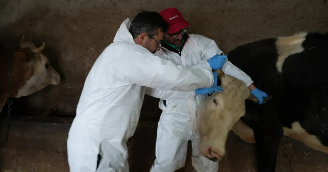 Suluova’da Şap ve Brusella Aşılama Çalışmaları 4