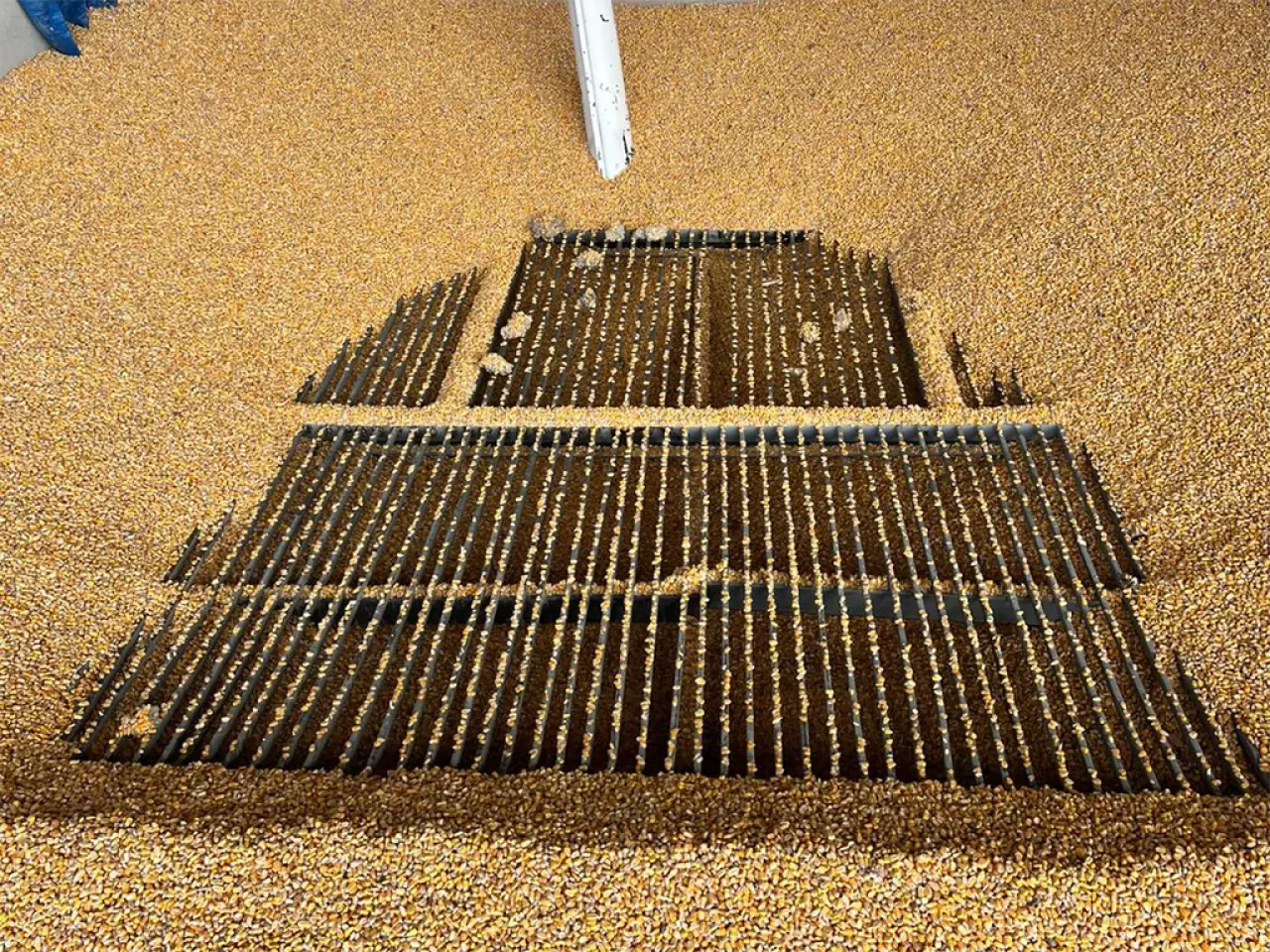 Amasya’da Yem Maliyetler Düşüyor 7