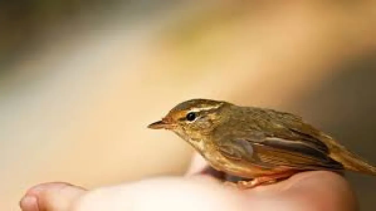 Rüyada Kuş Görmek Ne Anlama Gelir? İşte Diyanet ve İslami Yorumlar 1