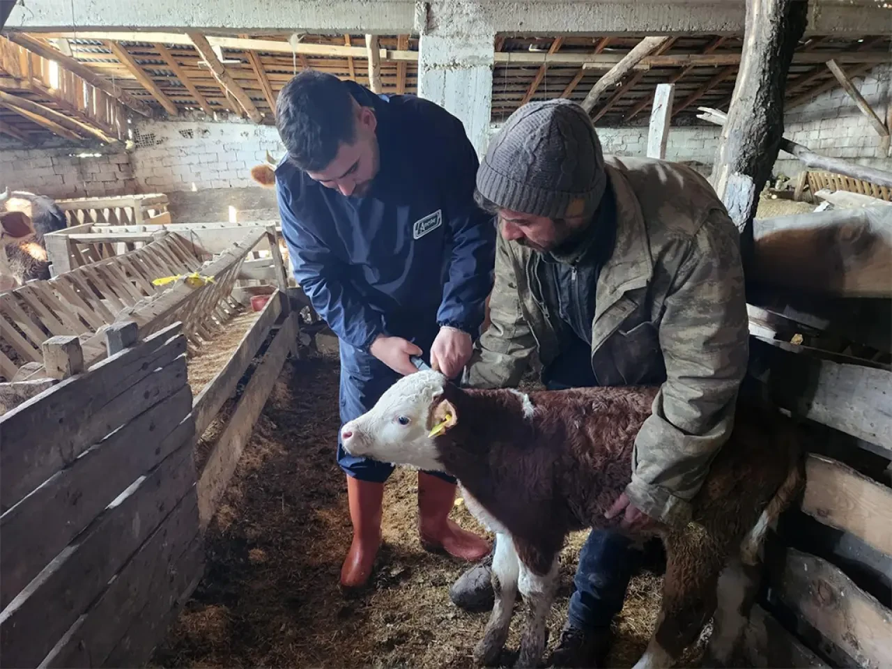 Amasya’da Buzağılar Tek Tek Kayıt Altında 4