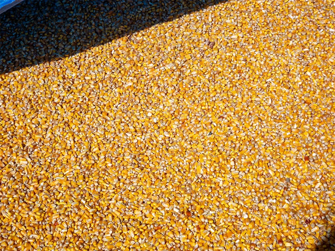 Amasya’da Yem Üretiminde Yeni Güç 4