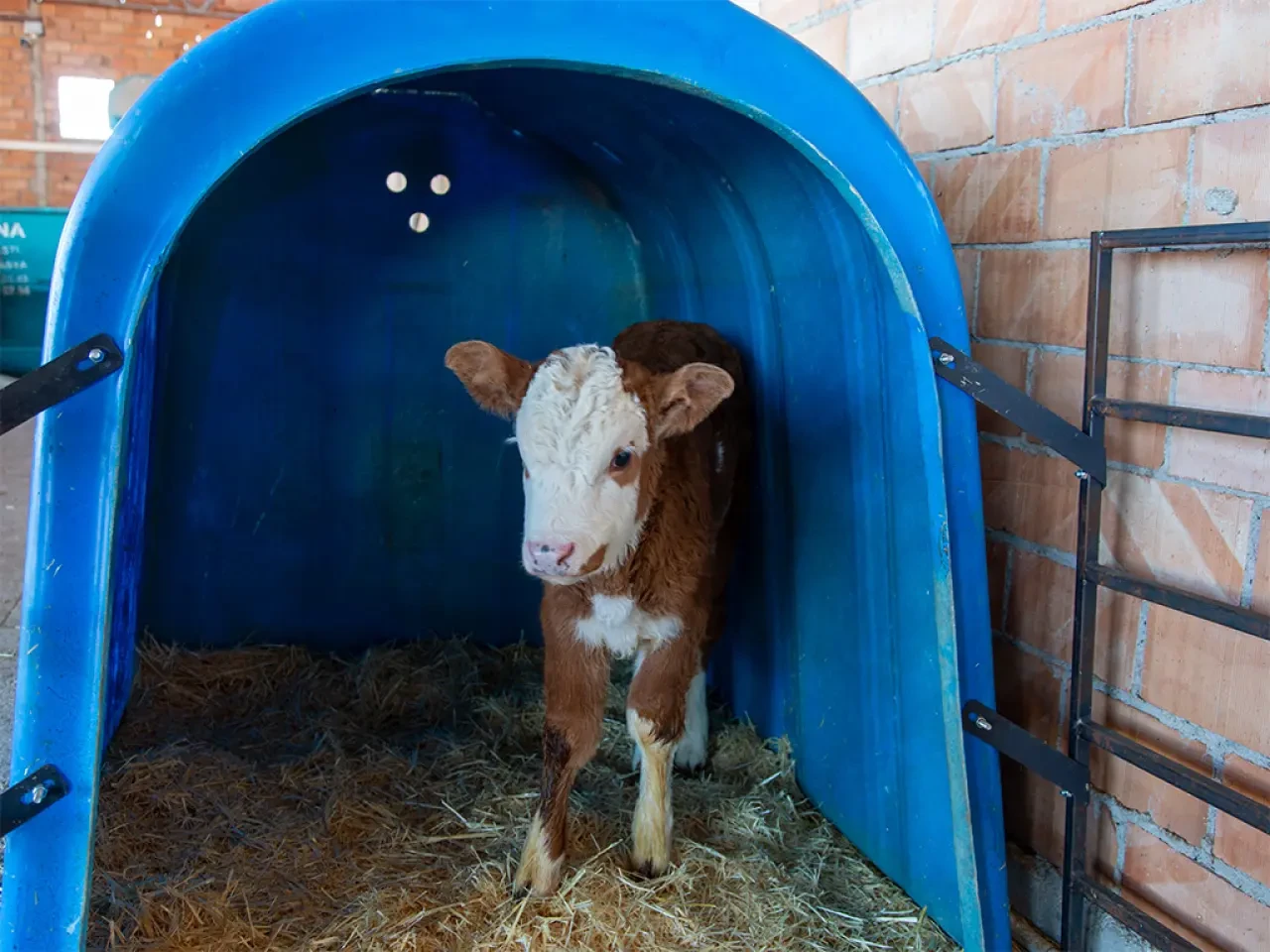 Amasya'da Köyde Üretim Güçleniyor 1
