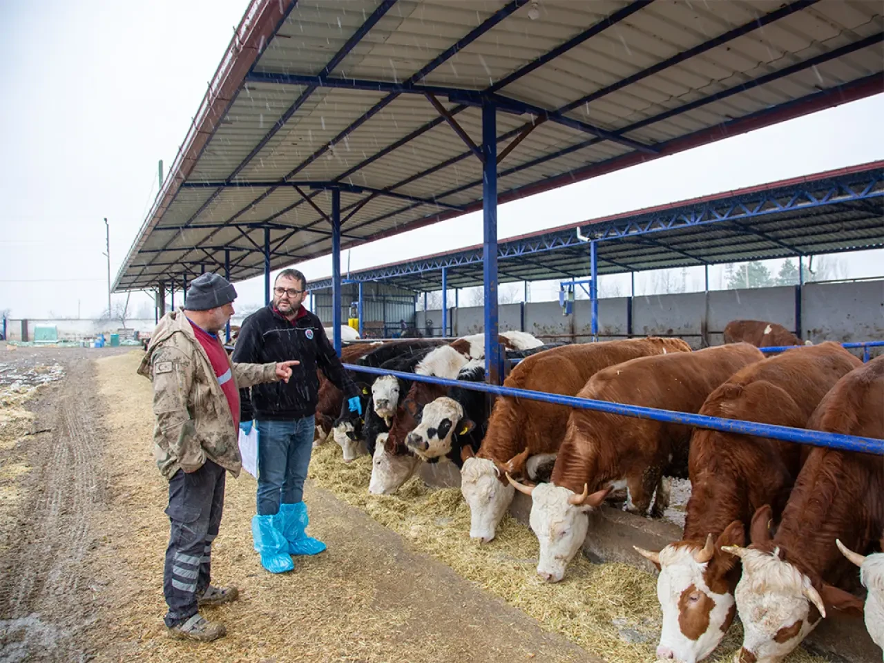 Köyümde Yaşamak İçin Bir Sürü Nedenim Var 1