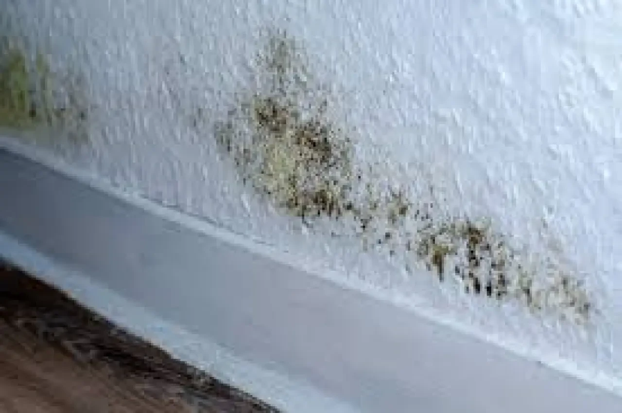 Evde Küf Sorununa Son! İşte Küfü Anında Yok Eden Pratik Yöntemler 3