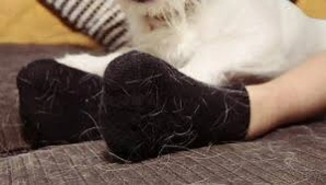 Rüyada Kıl Görmek Ne Anlama Gelir? Dikkat Çeken Detaylar ve Yorumlar 2