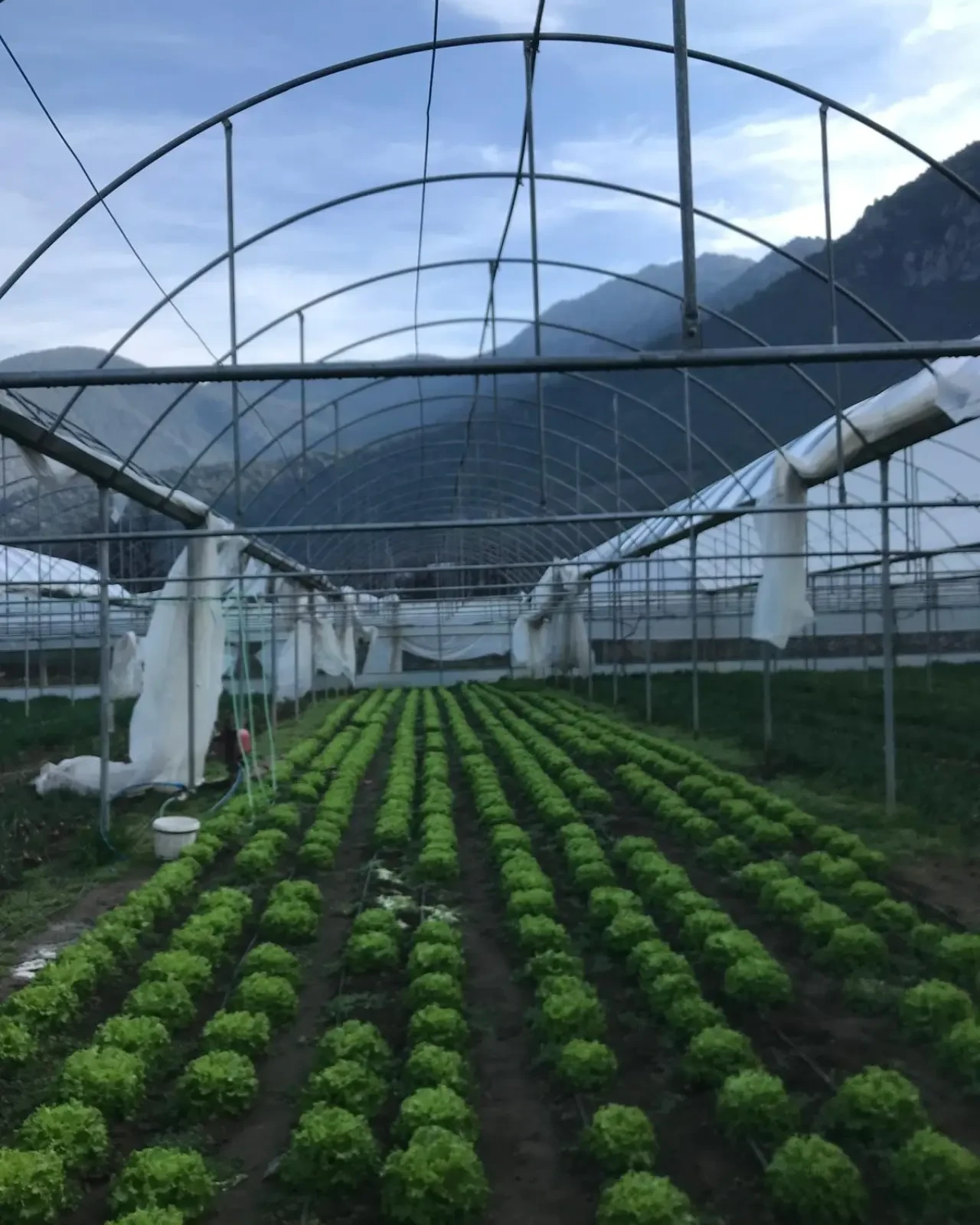 Amasya’da Seralar Mercek Altında 1