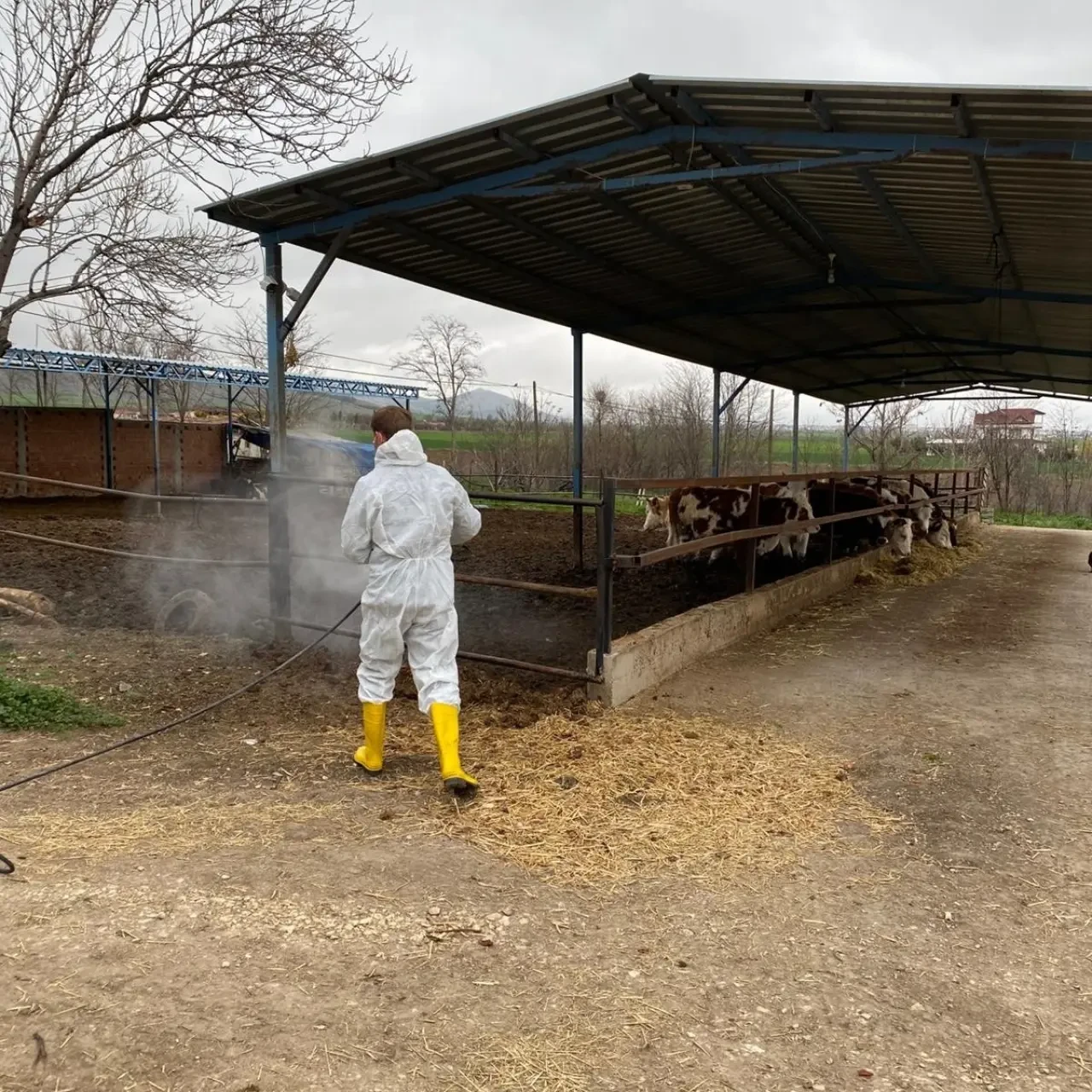 Merzifon’da Larvasit Çalışmaları Başladı 3
