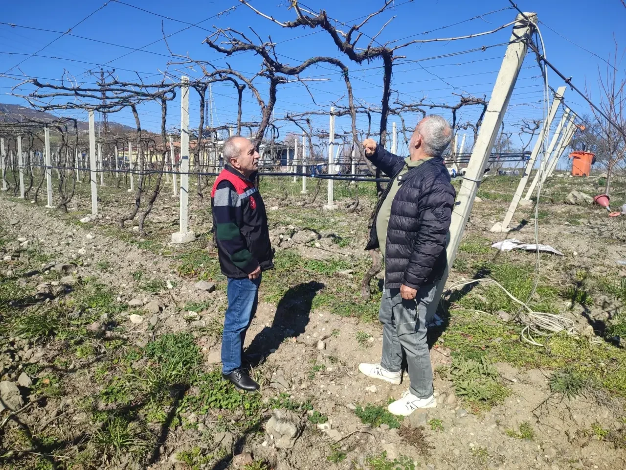 Amasya’da Bağlarda İlkbahar Mesaisi Başladı 2