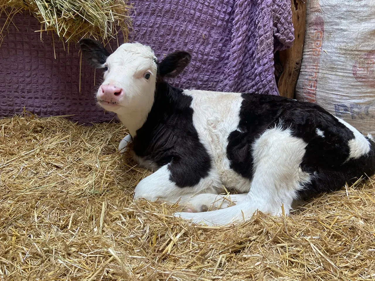 Amasya DSYB’den Hayvan Islahına Güçlü Katkı 1