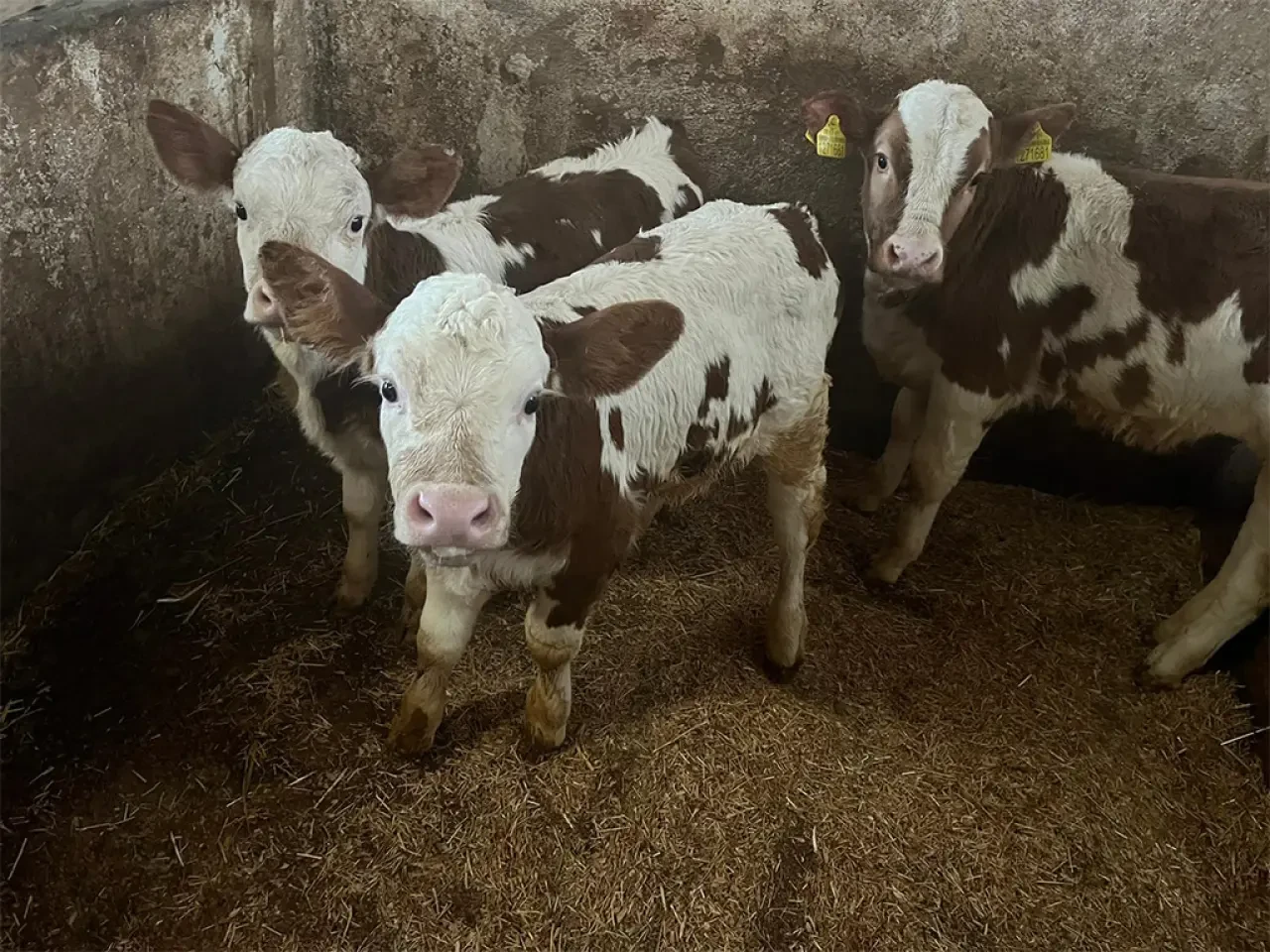 Amasya’da Tarım ve Hayvancılıkta Atılım 5