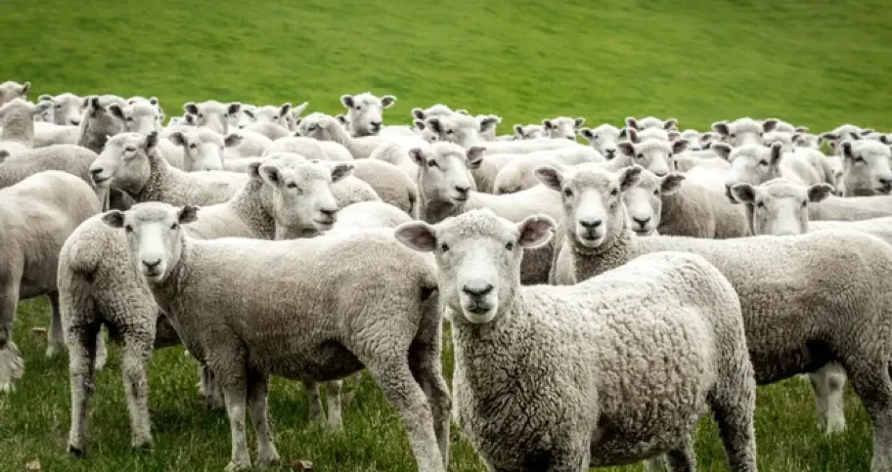 Rüyada Koyun Görmek Ne Anlama Gelir? İşte Rüyada Koyun Görmenin Yorumları 2