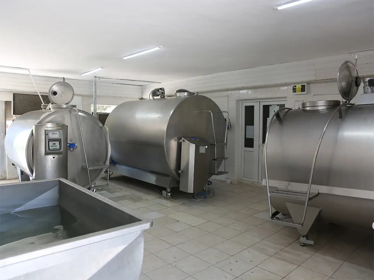 Amasya Süt Üretiminde Rekor 1