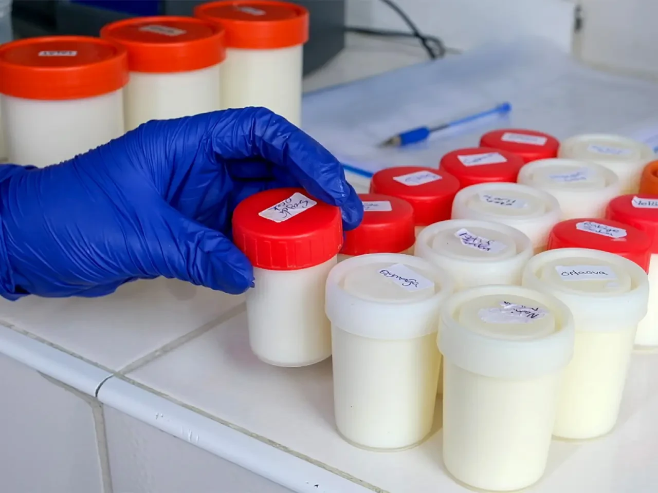 Amasya Süt Üretiminde Rekor 2