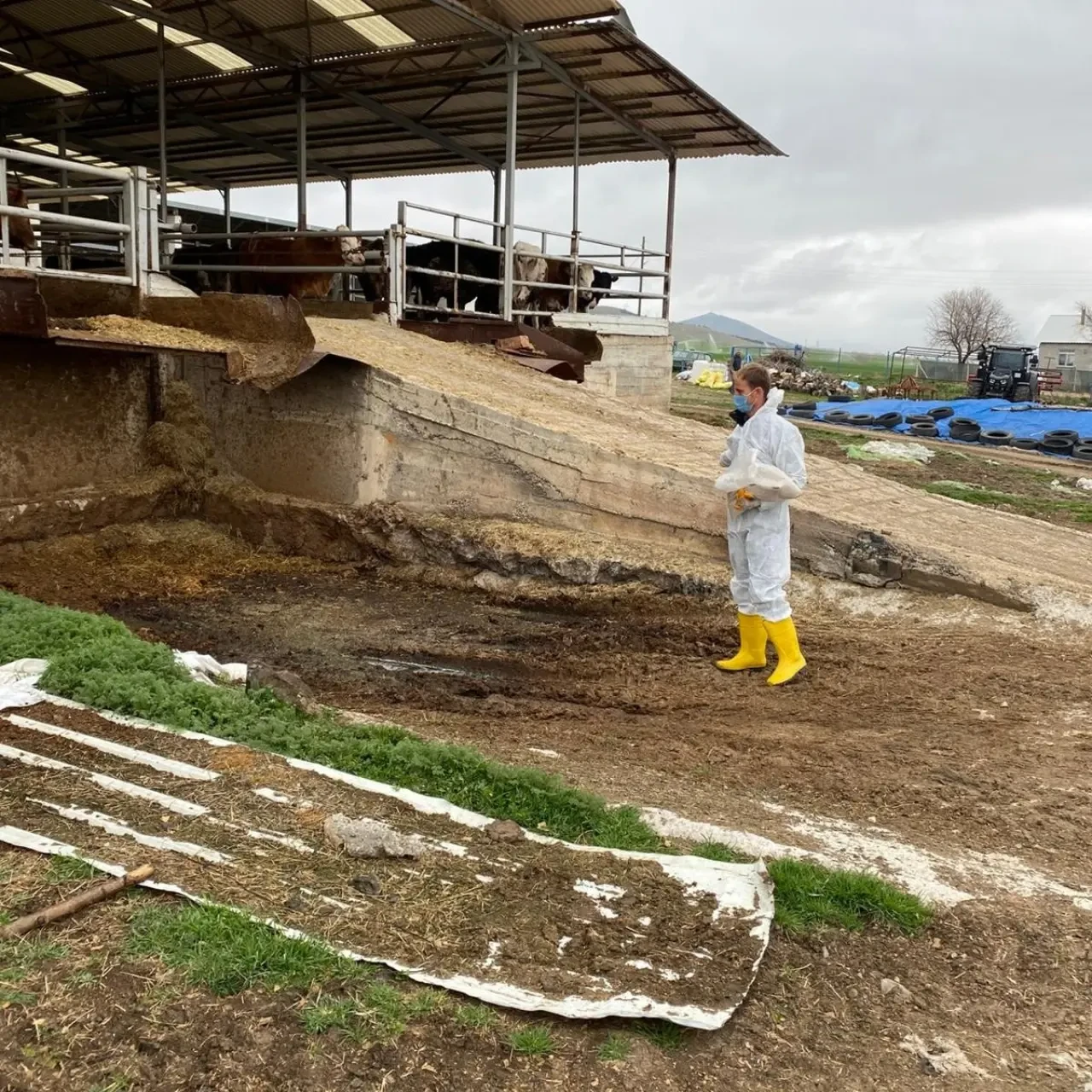 Merzifon’da Larvasit Çalışmaları Başladı 6