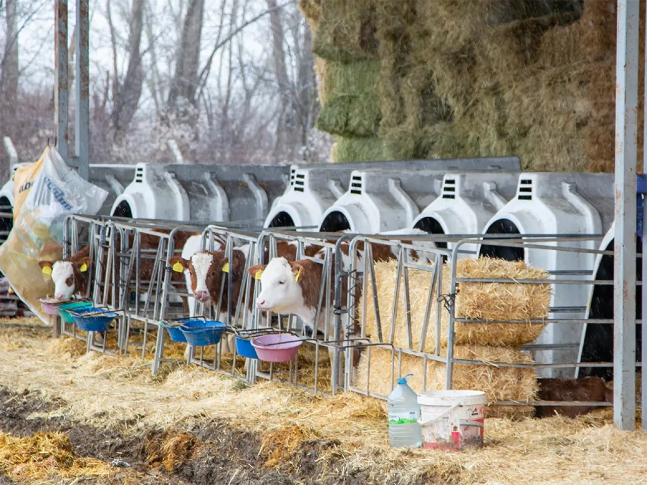 Köyümde Yaşamak İçin Bir Sürü Nedenim Var 5