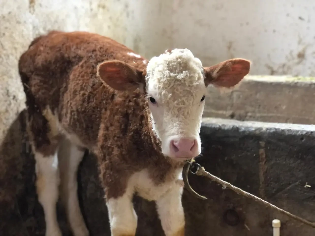Amasya DSYB’den Hayvan Islahına Güçlü Katkı 2