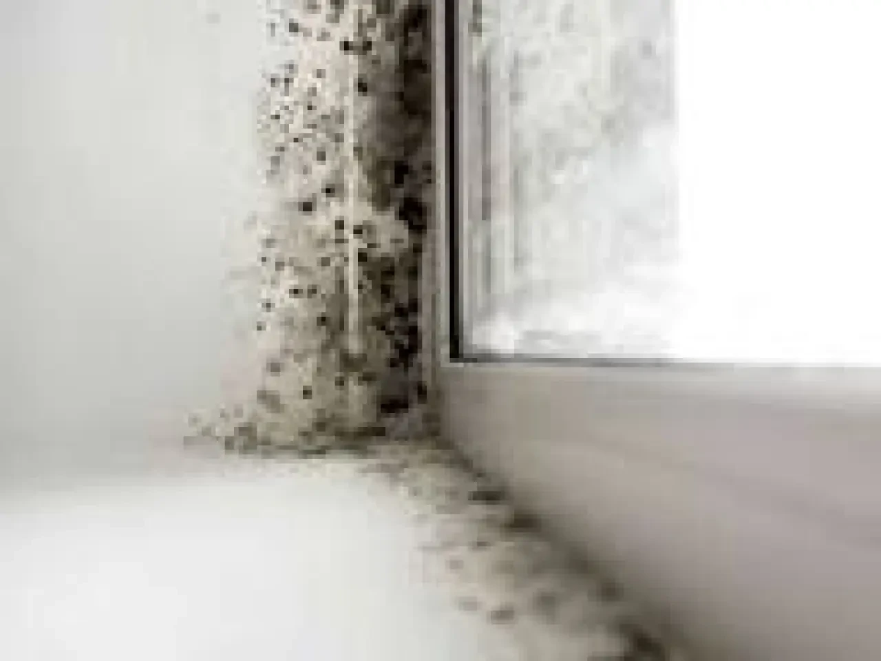 Evde Küf Sorununa Son! İşte Küfü Anında Yok Eden Pratik Yöntemler 1