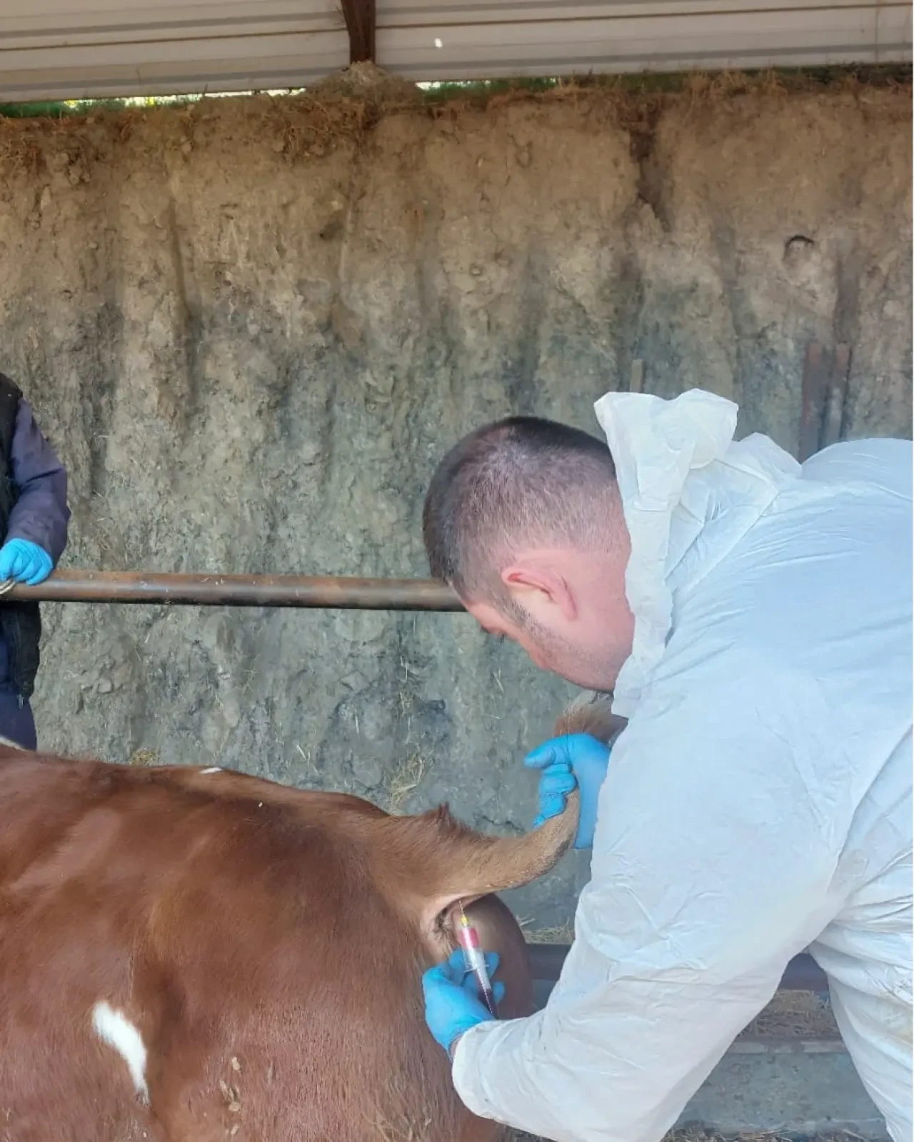 Amasya’da Büyükbaş Hayvanlar Tarandı 1