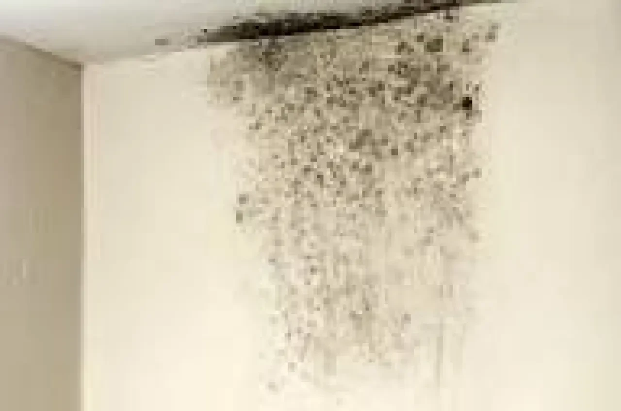 Evde Küf Sorununa Son! İşte Küfü Anında Yok Eden Pratik Yöntemler 2