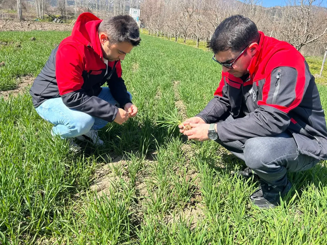 Göynücek’te Tarım Alarmı 2