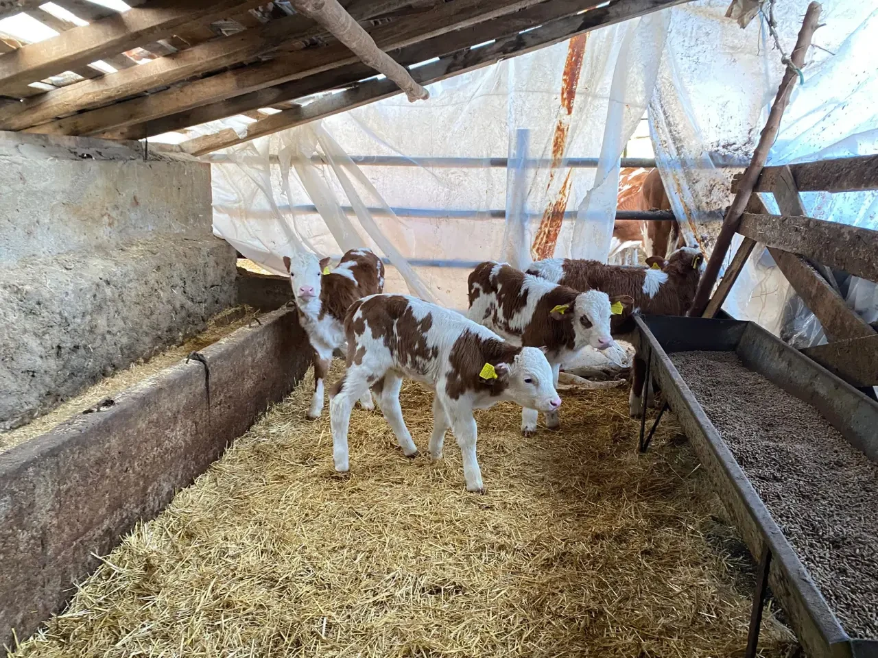 Amasya’da Tarım ve Hayvancılıkta Atılım 4