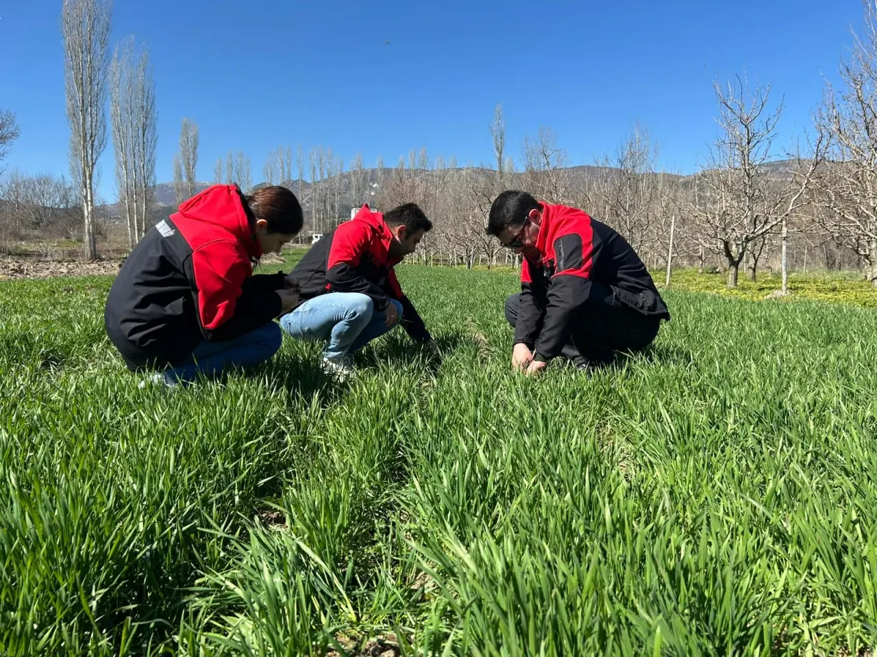 Göynücek’te Tarım Alarmı 3