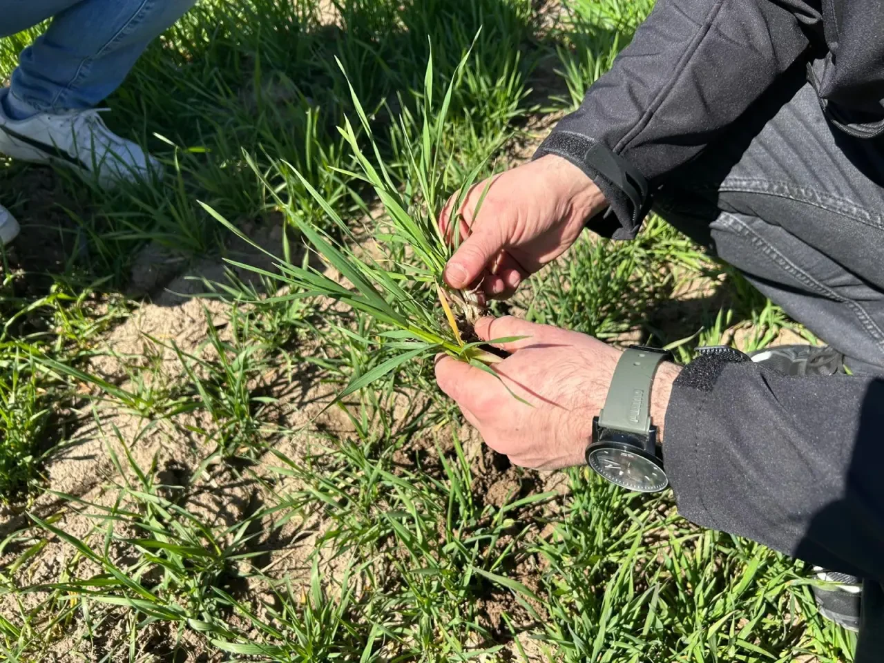 Göynücek’te Tarım Alarmı 1