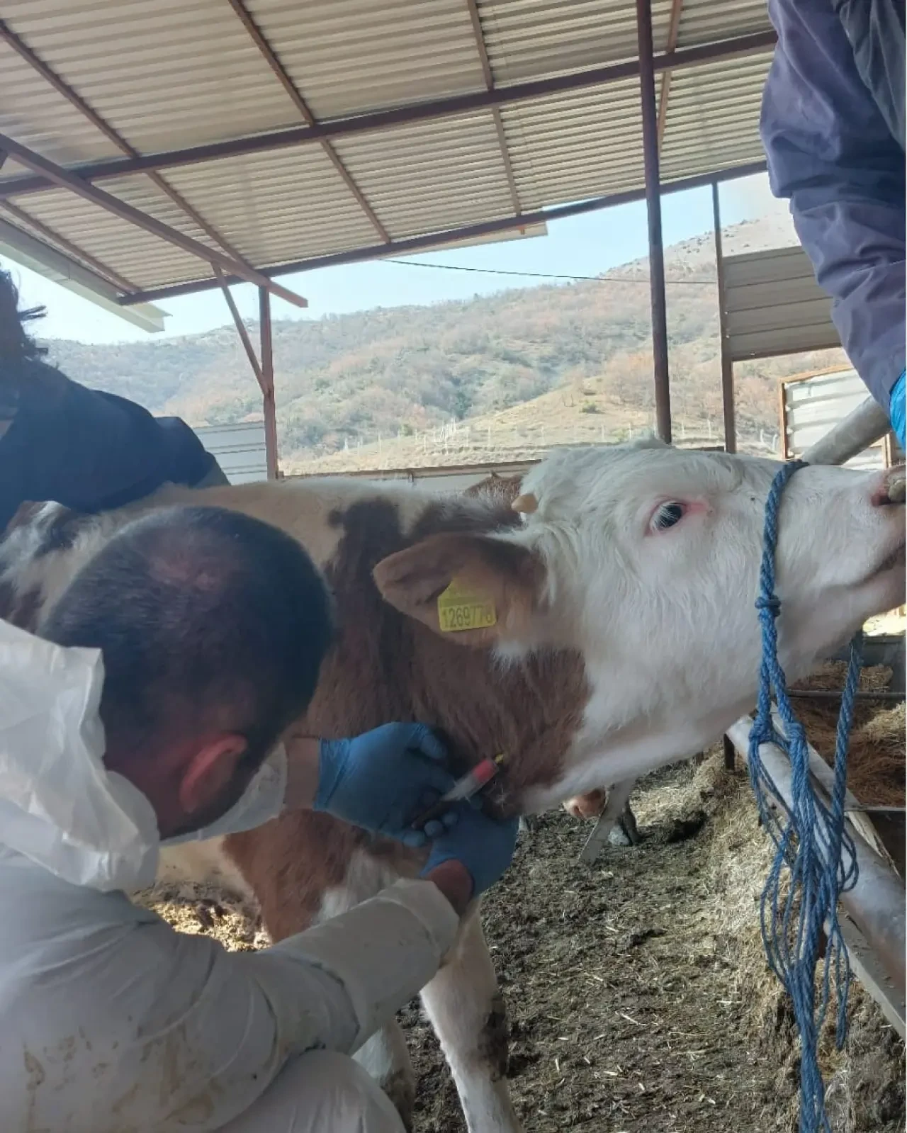 Amasya’da Büyükbaş Hayvanlar Tarandı 2