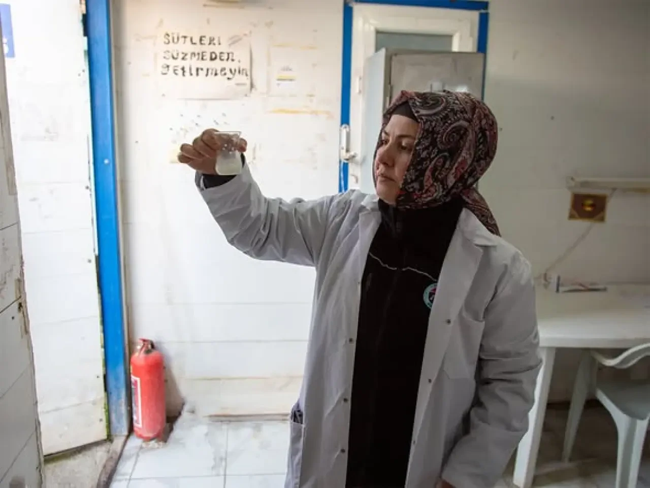 Merzifon’da Süt Devrimi Başladı! 1