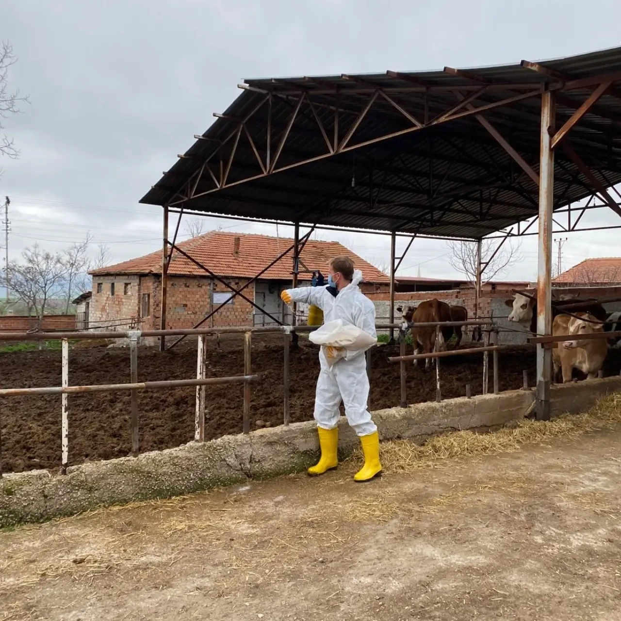 Merzifon’da Larvasit Çalışmaları Başladı 7