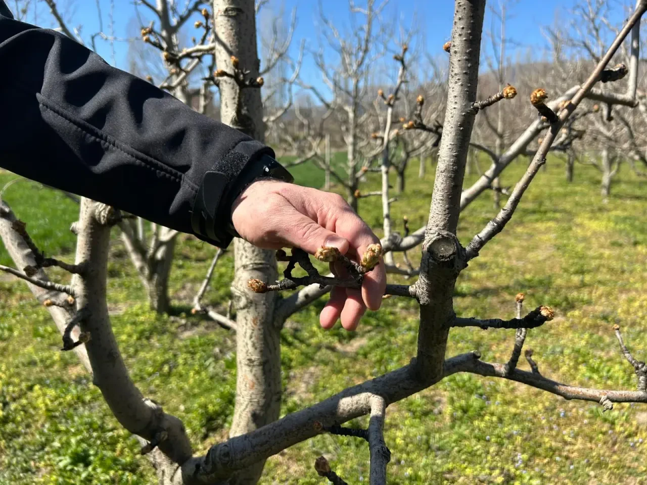 Göynücek’te Tarım Alarmı 4