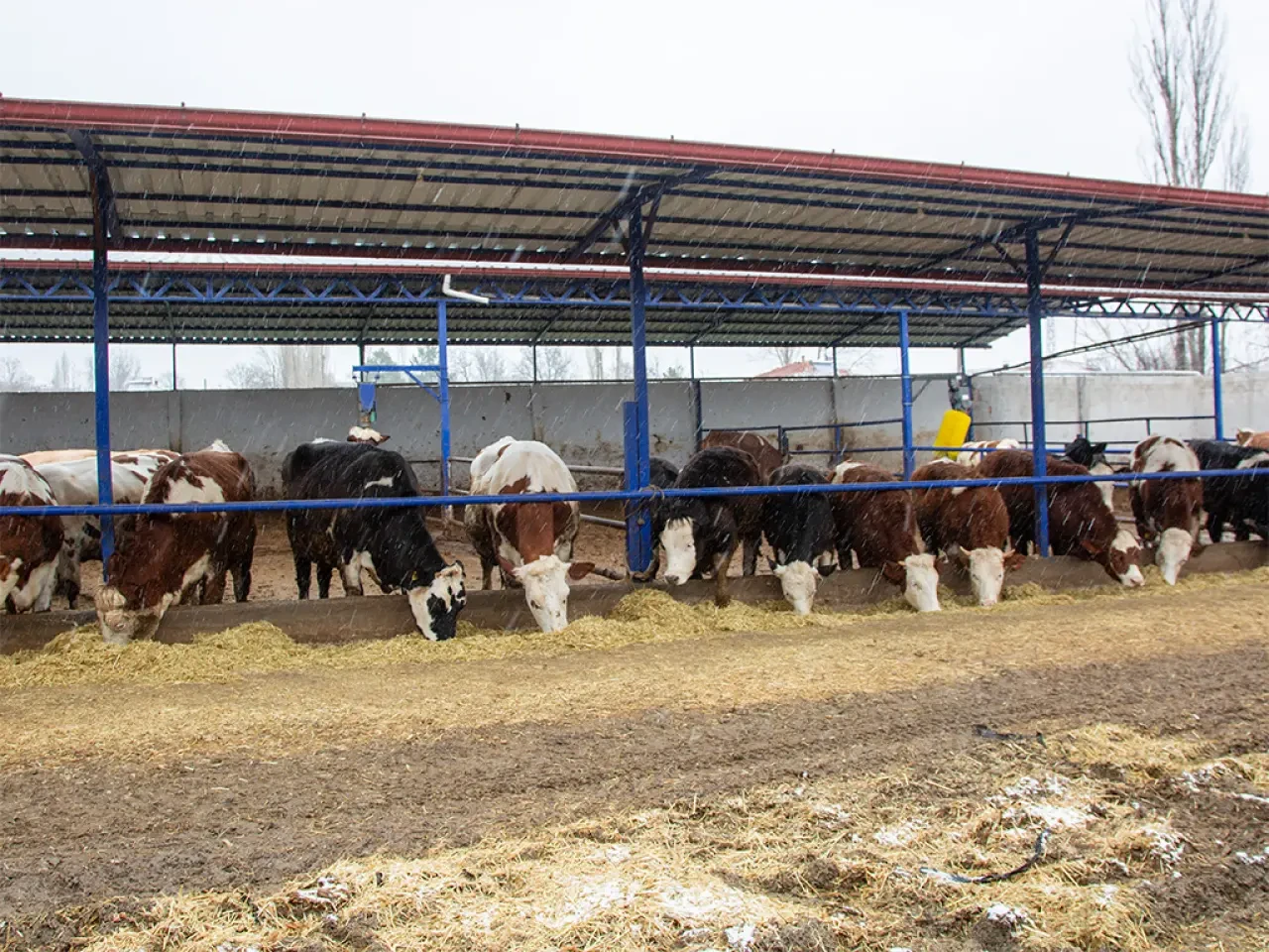 Köyümde Yaşamak İçin Bir Sürü Nedenim Var 6