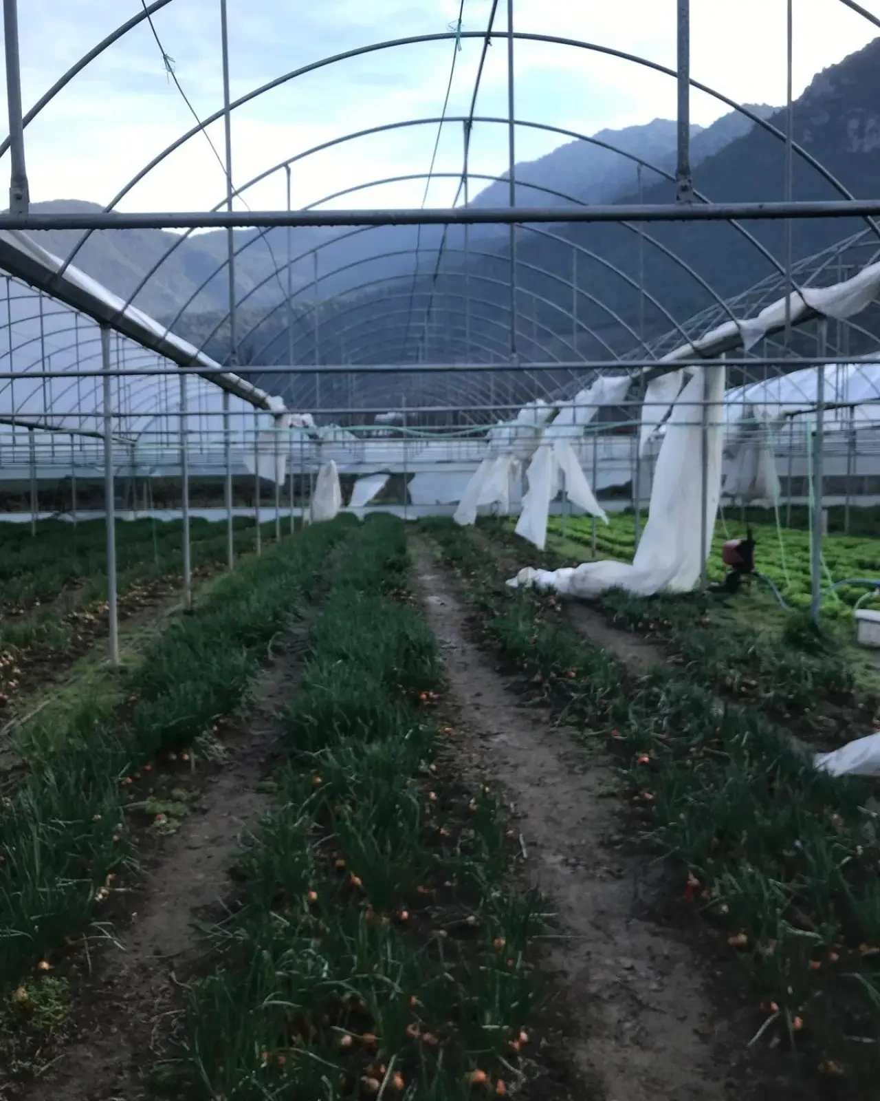 Amasya’da Seralar Mercek Altında 2