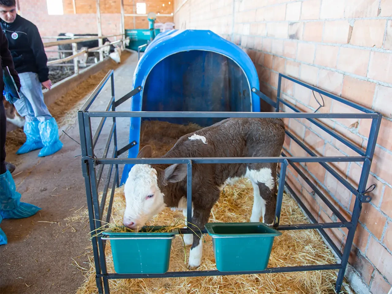 Amasya'da Köyde Üretim Güçleniyor 2
