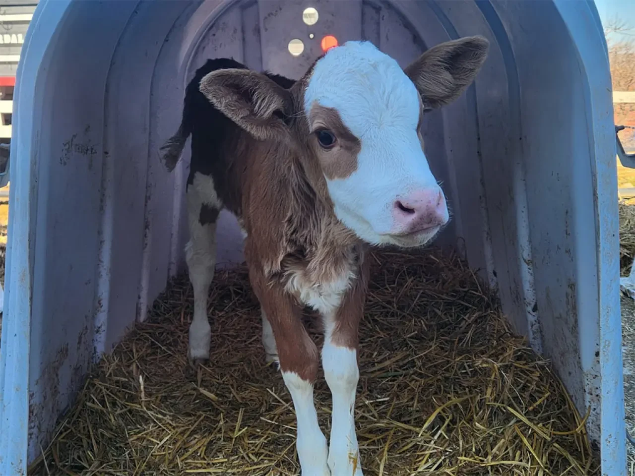 Amasya’da Tarım ve Hayvancılıkta Atılım 2