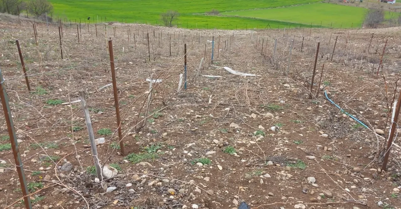 Amasya’da Modern Sistemle Budama Eğitimi 2
