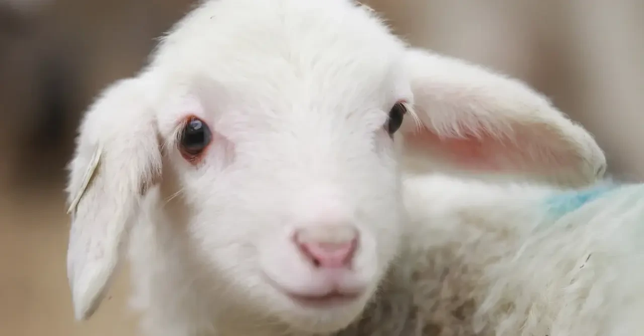 Rüyada Kuzu Görmek Ne Anlama Gelir? 2