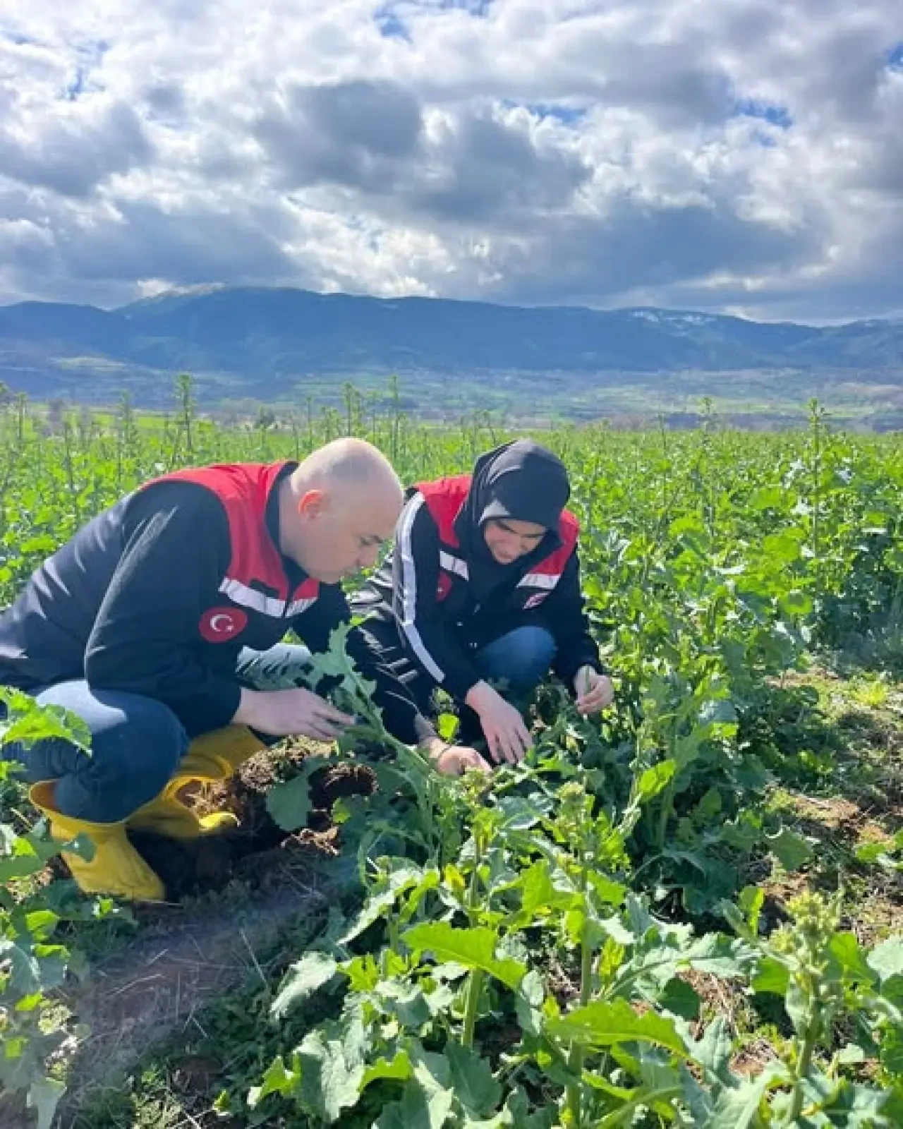 Hamamözü’nde Kanola! 1
