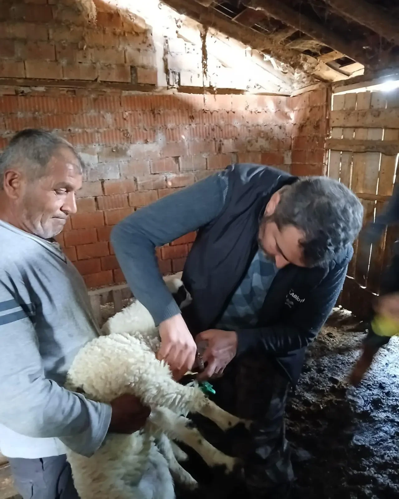 Amasya’da Küçükbaş Hayvancılığa Destek! 1