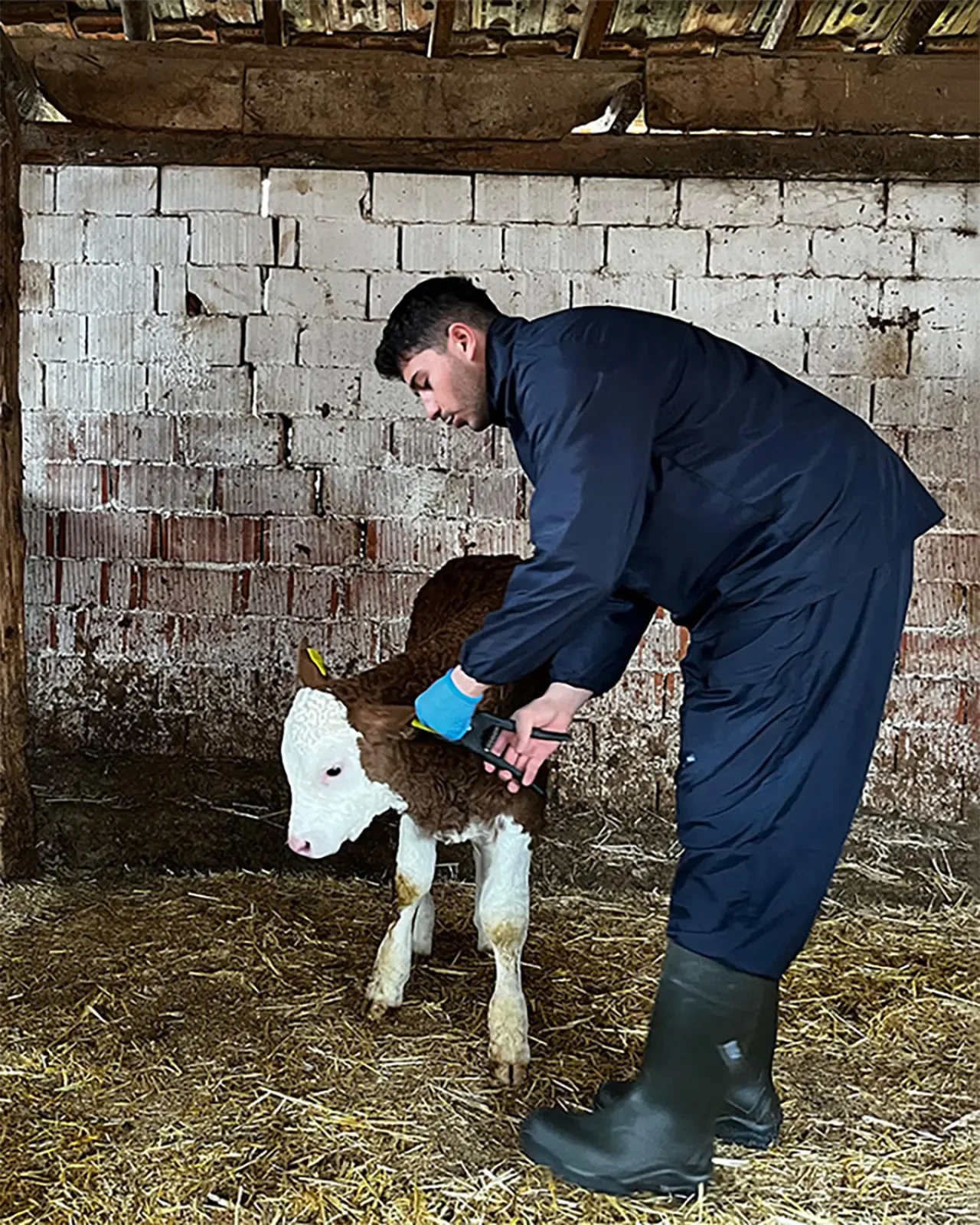 Amasya’da Hayvancılığa Dev Adım 1