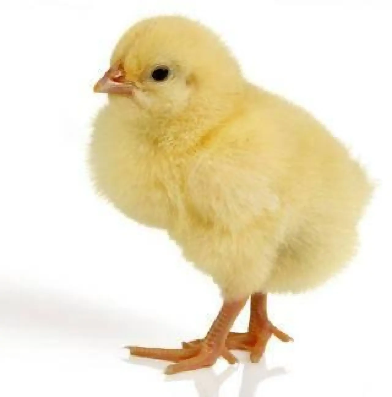 Rüyada Civciv Görmek Ne Anlama Gelir? Bereket, Yeni Başlangıçlar ve Müjdeli Haberlerin Habercisi 1