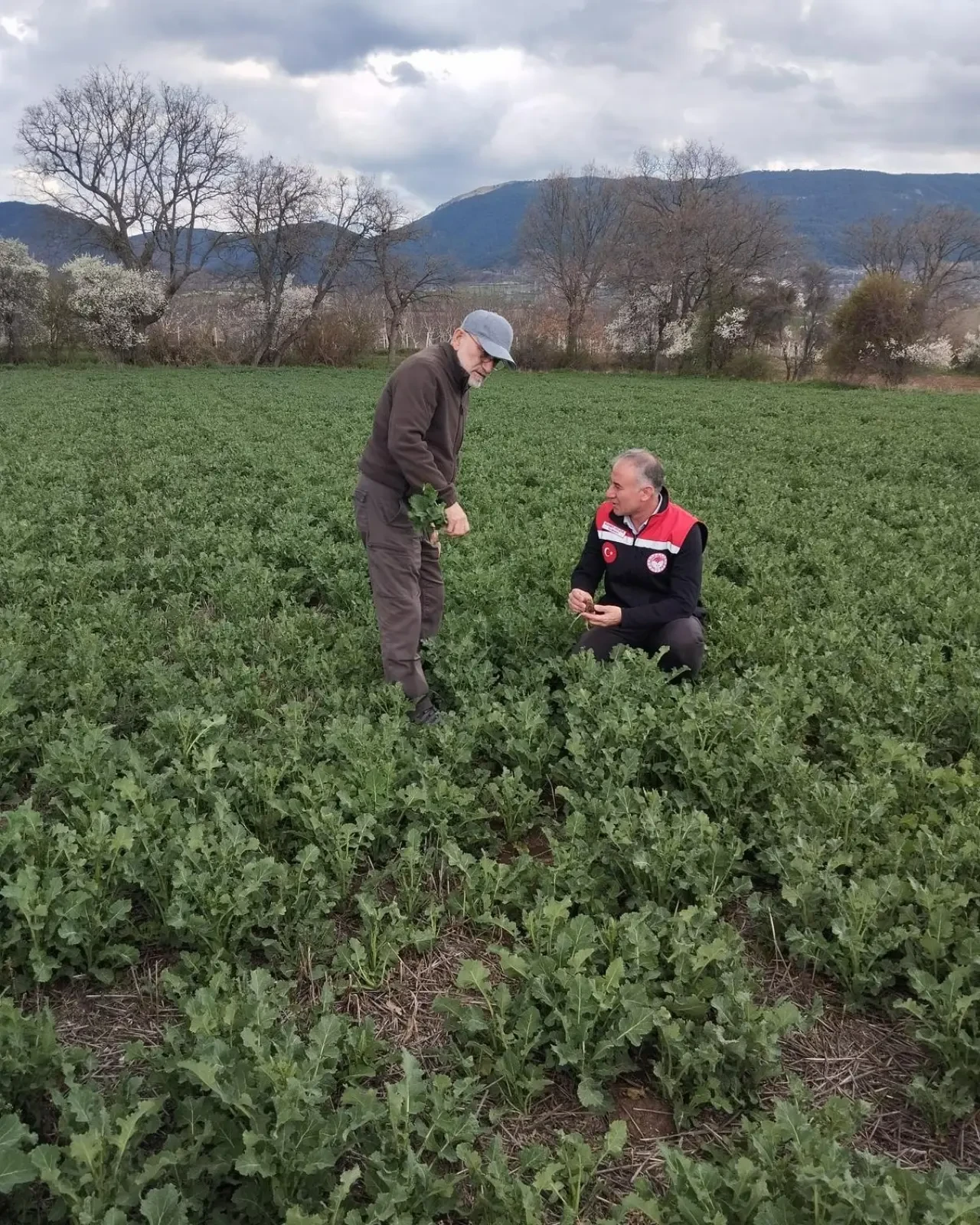 Amasya’da Kanola Tarlaları Denetlendi 2