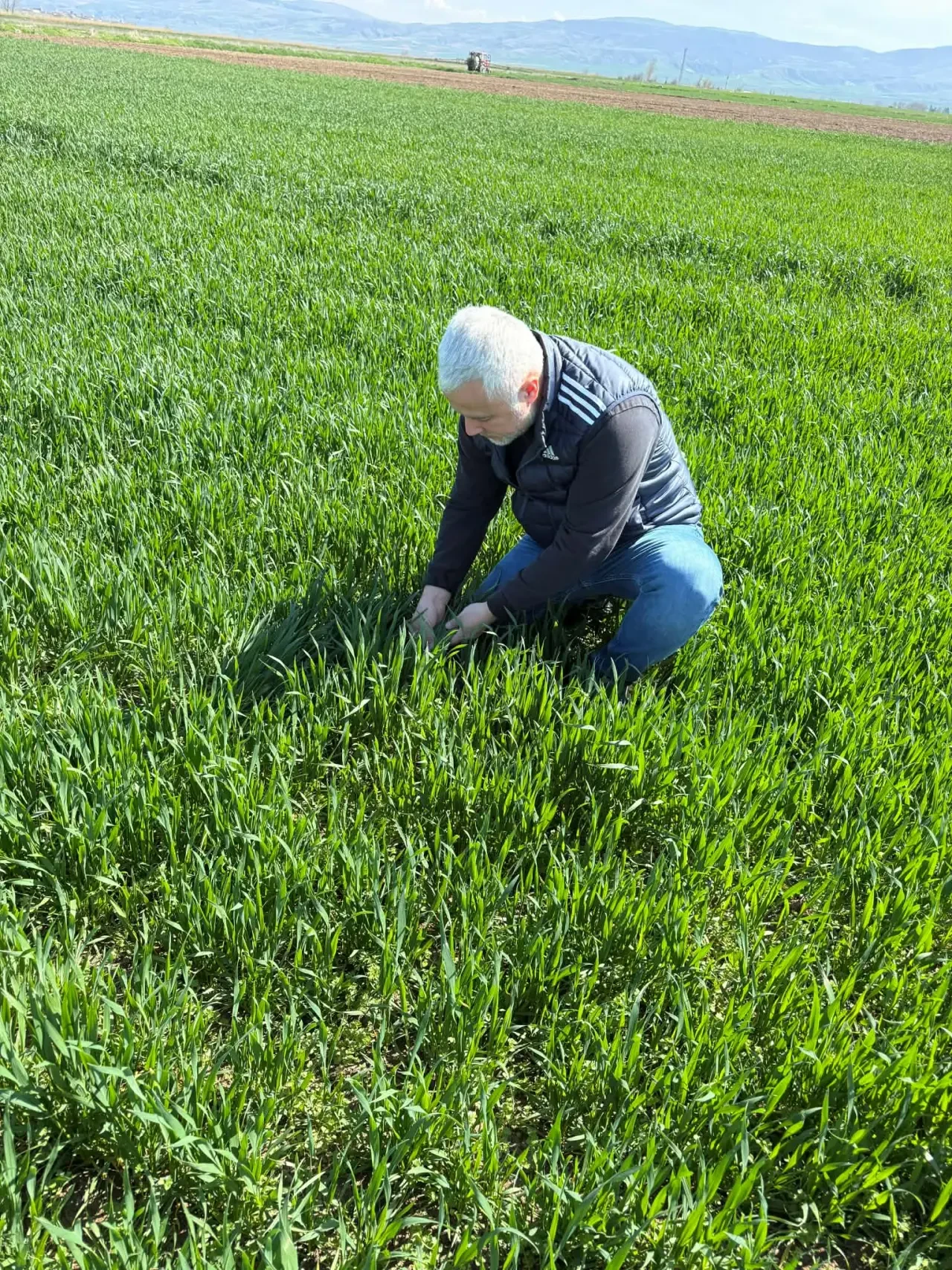 Merzifon’da Tarlalarda Tehlike: Hastalık Yayılıyor! 2