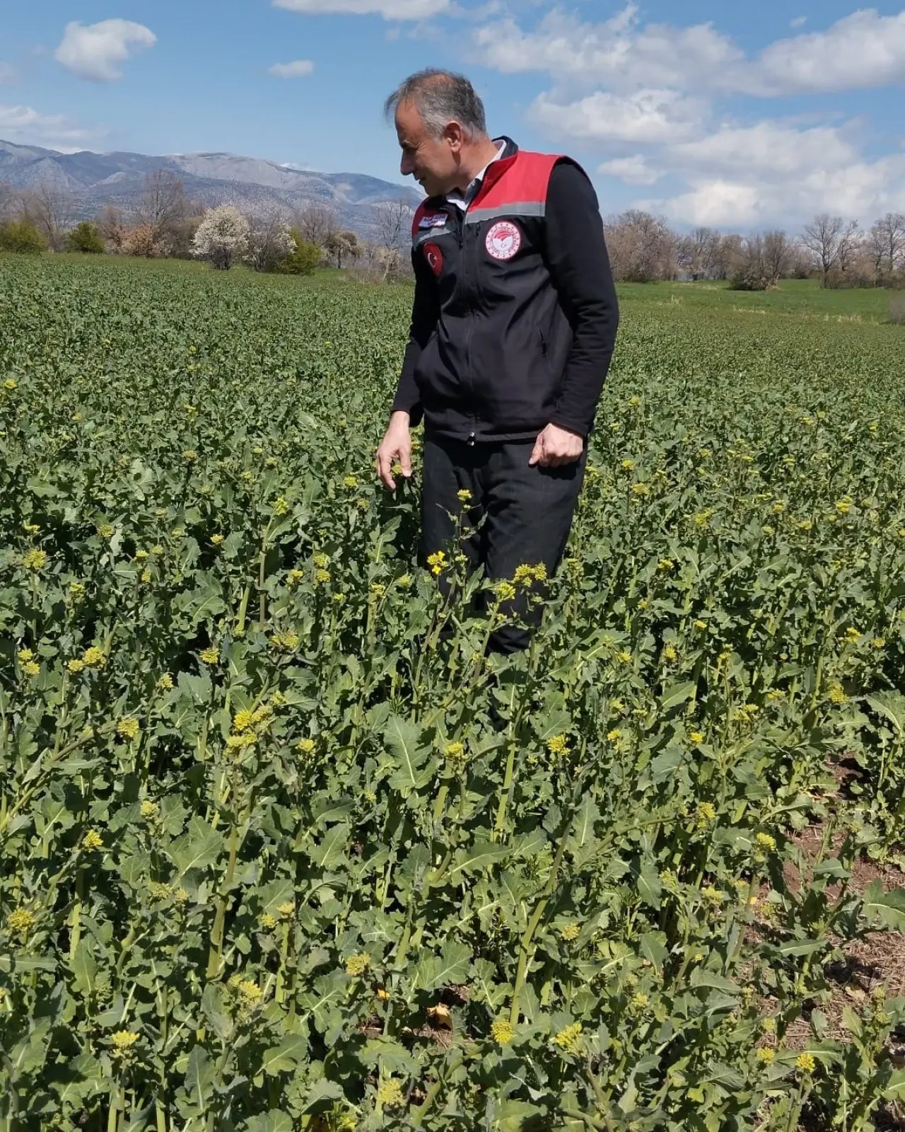 Hamamözü’nde Kanola! 3