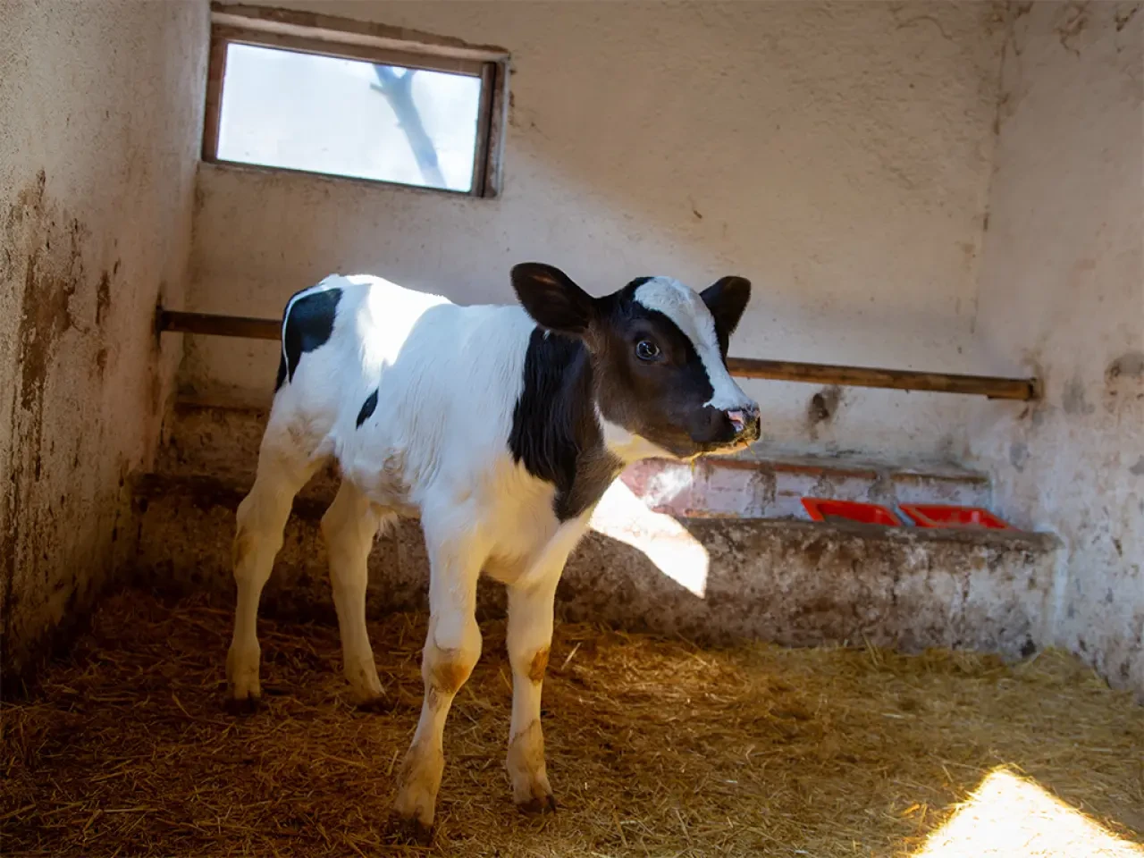 Amasya’da “Köyümde Yaşamak İçin Bir Sürü Nedenim Var” Projesi 3