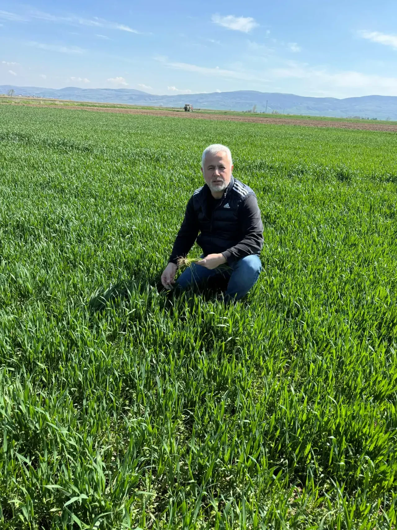 Merzifon’da Tarlalarda Tehlike: Hastalık Yayılıyor! 3