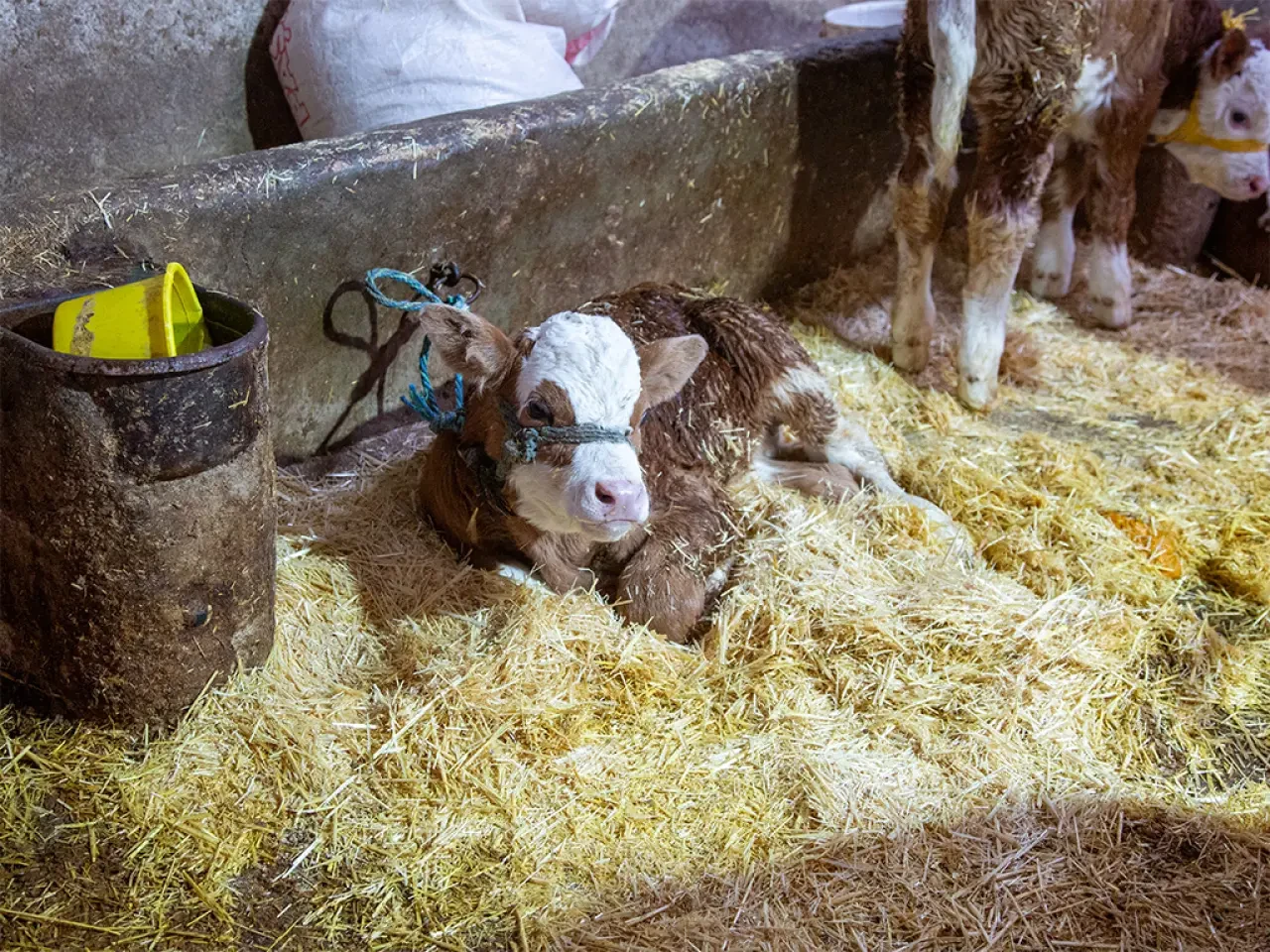 Merzifon’da Çiftçiye Hayati Dokunuş! 4